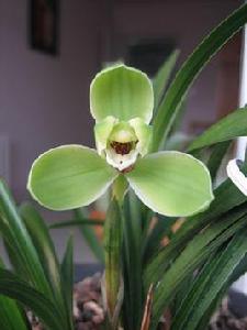 獨秀[漢語詞語]