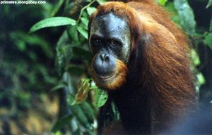 印度尼西亞成年雄猩猩