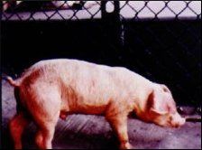 豬呼吸道疾病綜合症 豬呼吸道疾病綜合症