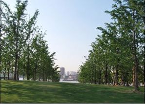 世博公園的喬木形成一道道通風道，將江風引入世博園。