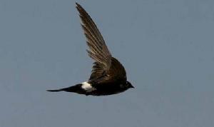 婆羅洲隼 婆羅洲隼