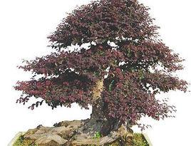 大葉雙面紅花繼木 大葉雙面紅花繼木