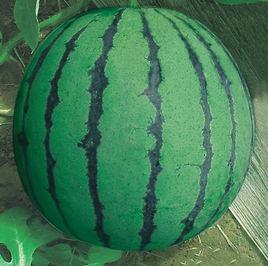 豫藝甜寶 豫藝甜寶