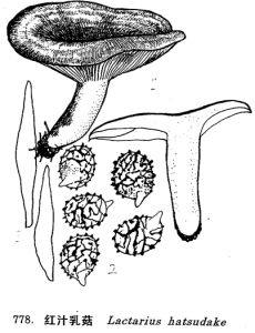 紅汁乳菇