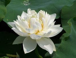 玉女[荷花品種]