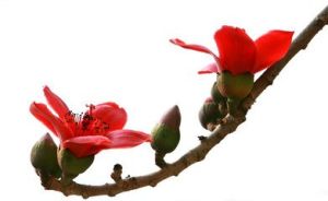 木棉花