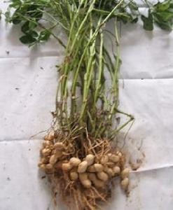 花育35號 花育35號