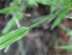 尾稃草屬 尾稃草屬