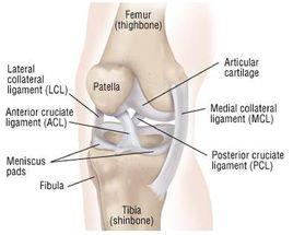 交叉韌帶 交叉韌帶
