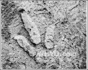 恐龍腳印 恐龍腳印