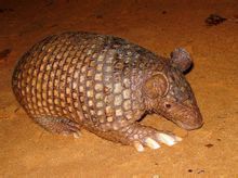 五趾廣絆犰狳 五趾廣絆犰狳