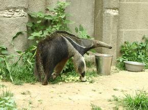 披毛亞目 披毛亞目