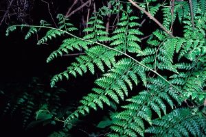 熱帶鱗蓋蕨 熱帶鱗蓋蕨