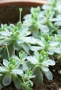 子持蓮華 子持蓮華