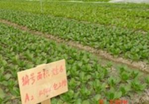 無公害蔬菜