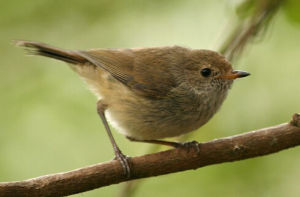 長尾山雀科 長尾山雀科