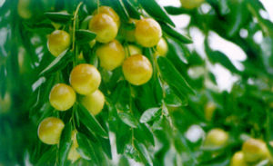 黃驊脆冬棗 黃驊脆冬棗