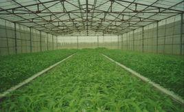 通菜播種與育苗 通菜播種與育苗