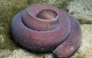 紐氏副盲鰻 紐氏副盲鰻