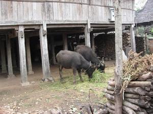 曼納坎自然村-畜牧業