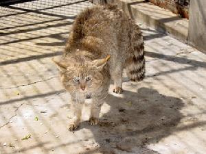 （圖）岡底斯山貓