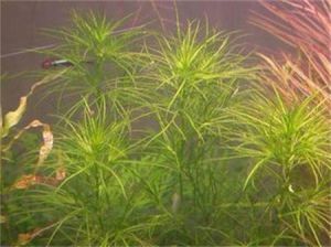 四星藻屬 四星藻屬