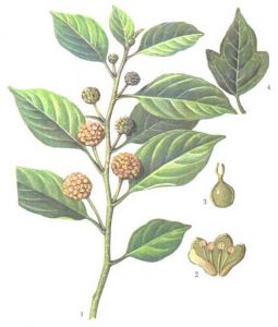 鐵包功勞穿破湯