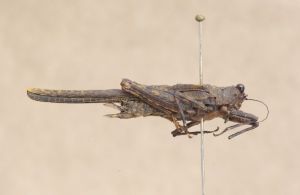 武陵山刺翼蚱 武陵山刺翼蚱