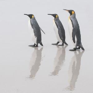 王企鵝指名亞種