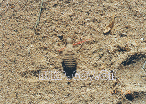 中華東蟻蛉的幼蟲蟻獅