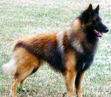 比利時坦比連犬