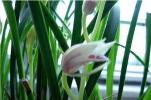 白花紅唇 白花紅唇