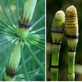 馬尾[木賊屬植物]