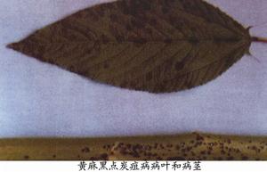 黃麻黑點炭疽病 黃麻黑點炭疽病