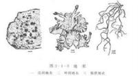殼狀地衣 殼狀地衣