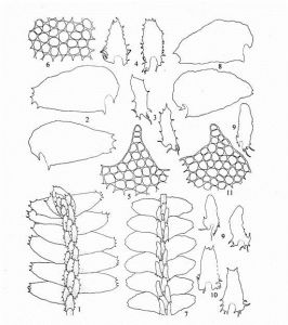 密葉光萼苔細尖(變種) 密葉光萼苔細尖(變種)
