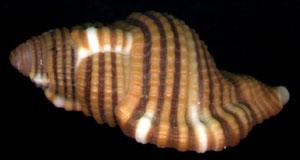 金色美法螺 金色美法螺