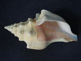 西印度聖螺 西印度聖螺