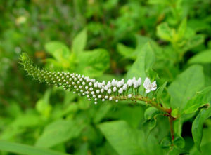 圓瓣珍珠菜 圓瓣珍珠菜