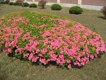 杜橋中學[浙江省臨海市中學]