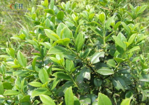 木里陷脈冬青 木里陷脈冬青