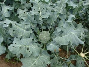 榆中菜花 榆中菜花