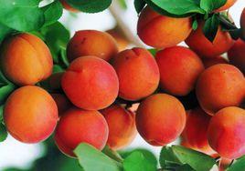 紅杏[薔薇科植物]