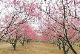 射洪桃花源風景區