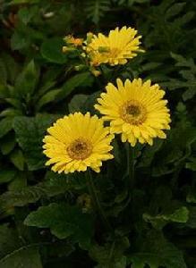 太陽花[非洲菊別稱]