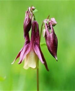 長苞血見愁 長苞血見愁