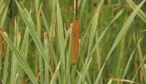 花葉香蒲 花葉香蒲