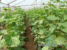 對比照：使用了黃瓜葉葉瓜