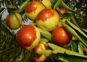 河口冬棗 河口冬棗