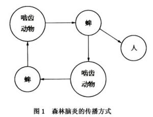 傳染病的傳播模式